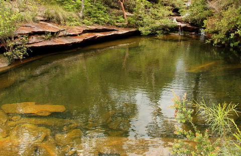 Hominy Creek Walking Track - Accommodation Main Beach 0