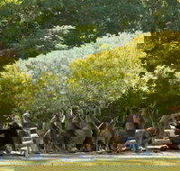 Lone Pine Koala Sanctuary - Accommodation Main Beach