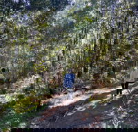 Lyrebird Circuit Walk - Accommodation Main Beach