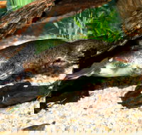 Platypus House - Accommodation Main Beach