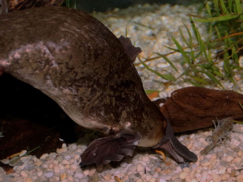 Platypus House - Accommodation Main Beach 1