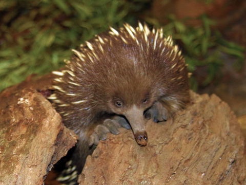 Platypus House - Accommodation Main Beach 2