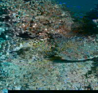 Round Bommie - Accommodation Main Beach