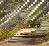 Scotsdale Tourist Drive - Accommodation Main Beach