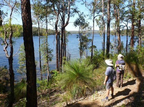 Wellington Discovery Forest - Accommodation Main Beach 0