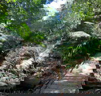 Wirrawilla Rainforest Walk - Accommodation Main Beach