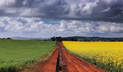 Canola Trail - Accommodation Main Beach 1