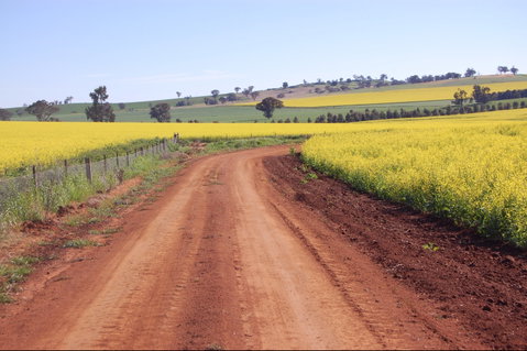 Canola Trail - Accommodation Main Beach 2