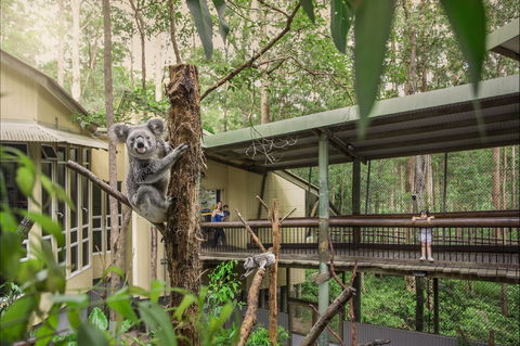 Daisy Hill Koala Centre - Accommodation Main Beach 0