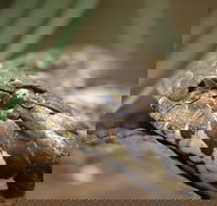 Discover Deadly - Accommodation Main Beach