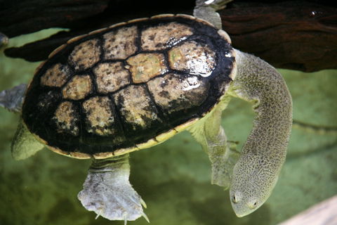 Discover Deadly - Accommodation Main Beach 1