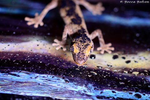 Discover Deadly - Accommodation Main Beach 2