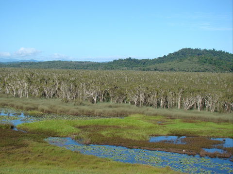Eubenangee Swamp National Park - Accommodation Main Beach 1