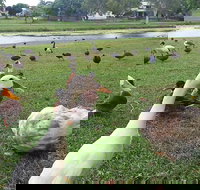Gooseponds North Mackay - Accommodation Main Beach