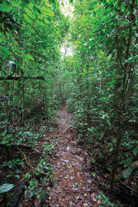 Misty Mountains Wilderness Tracks - Accommodation Main Beach 1