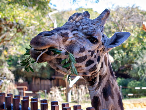Perth Zoo - Accommodation Main Beach 0