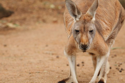 Perth Zoo - Accommodation Main Beach 1