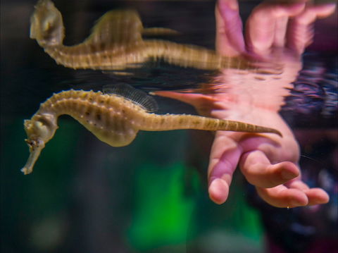 Seahorse World - Accommodation Main Beach 0