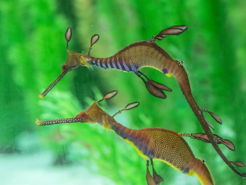Seahorse World - Accommodation Main Beach 1