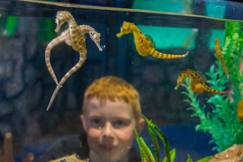 Seahorse World - Accommodation Main Beach 2