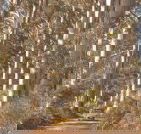 The Great Forest Trees Drive - Accommodation Main Beach