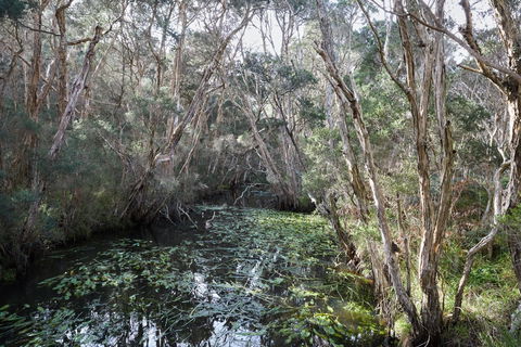The Briars Park Walking Trails - Accommodation Main Beach 2