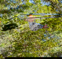 TreeTop Crazy Rider - Accommodation Main Beach