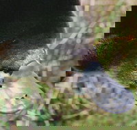 Warrawong Wildlife Sanctuary - Accommodation Main Beach