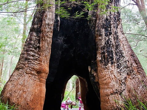 Ancient Empire Walk, Valley Of The Giants - Accommodation Main Beach 0