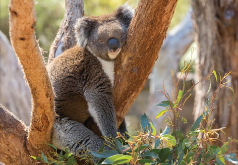 Cleland Wildlife Park - Accommodation Main Beach 0