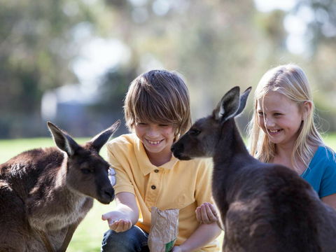 Cleland Wildlife Park - Accommodation Main Beach 1