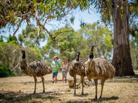 Cleland Wildlife Park - Accommodation Main Beach 2