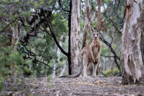 Currawong Bush Park - Accommodation Main Beach 1