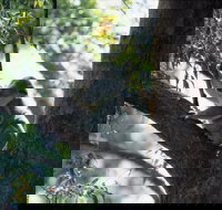 Daisy Hill - Accommodation Main Beach