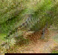 Grass Tree Circuit - Accommodation Main Beach