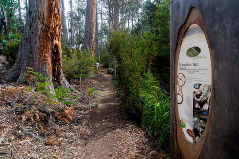 Lake St Clair (Cradle Mountain  - Lake St Clair National Park) - Accommodation Main Beach 2