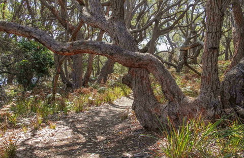 Middle Lagoon Walking Track - Accommodation Main Beach 0