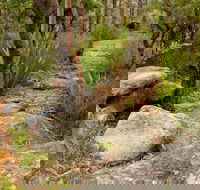 Mount Olive Trail - Accommodation Main Beach