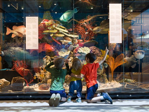 Queensland Museum - Accommodation Main Beach 1