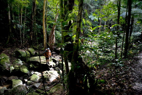 Strickland State Forest - Accommodation Main Beach 0