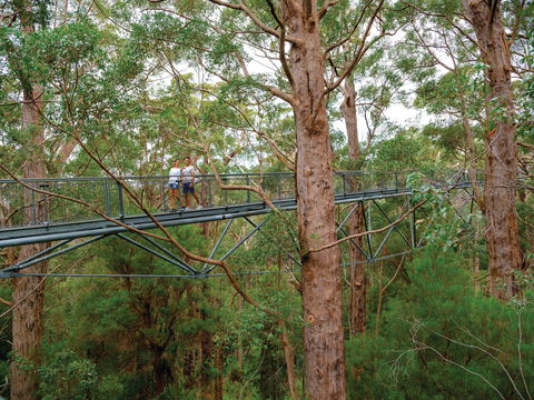 Valley Of The Giants Tree Top Walk - Accommodation Main Beach 1