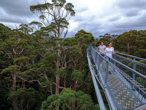 Valley Of The Giants Tree Top Walk - Accommodation Main Beach 2
