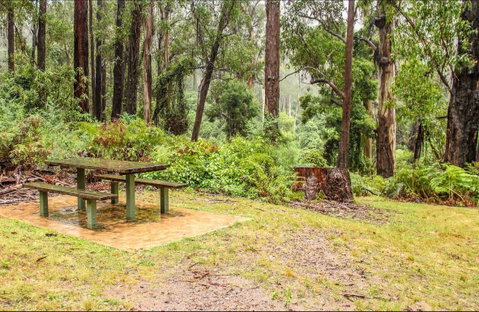 Goodenia Rainforest Picnic Area - Accommodation Main Beach 0