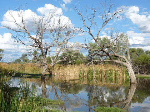 Lagoon Creek - Accommodation Main Beach 0