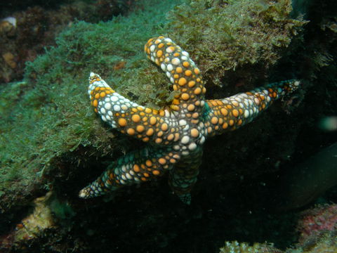 Mudjimba (Old Woman) Island Dive Site - Accommodation Main Beach 0