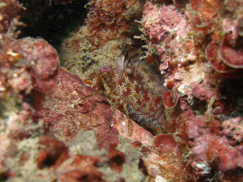 Mudjimba (Old Woman) Island Dive Site - Accommodation Main Beach 2