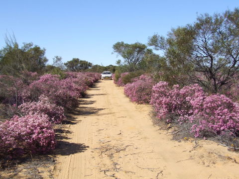 Reynoldson's Flora Reserve - Accommodation Main Beach 0