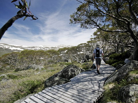 Snow Gums Boardwalk - Accommodation Main Beach 0