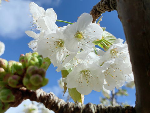 Tasmania Birchs Bay Cherries - Accommodation Main Beach 0