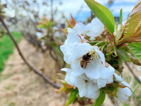 Tasmania Birchs Bay Cherries - Accommodation Main Beach 1